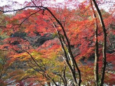 香嵐渓 1.JPG